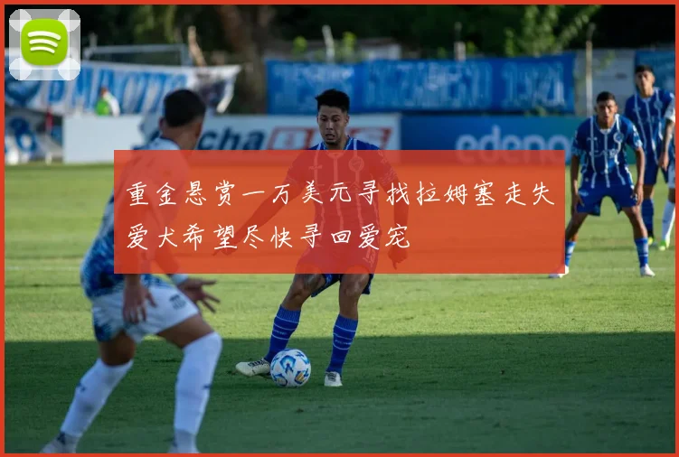 重金悬赏一万美元寻找拉姆塞走失爱犬希望尽快寻回爱宠